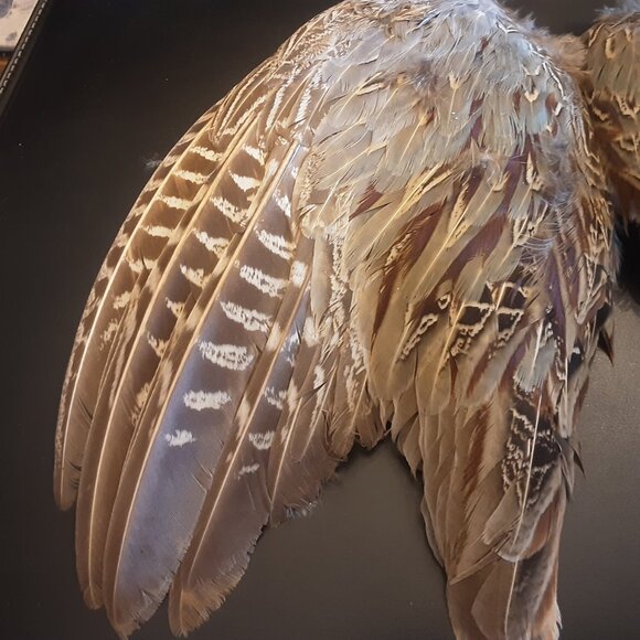 2 Ring Neck Rooster Pheasant Wings for Fly Fishing, Crafting, Etc... - Picture 2 of 4